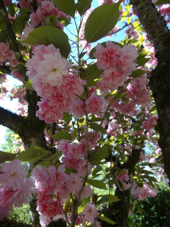 Hostellerie Restaurant Les Gorges De L'Aveyron ブルニケル エクステリア 写真